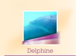 Delphine